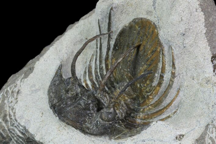 Bargain, Spiny Kolihapeltis Trilobite - Rare Species #101817